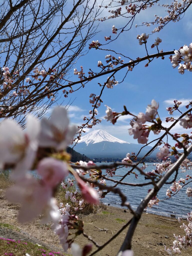 富士山と桜