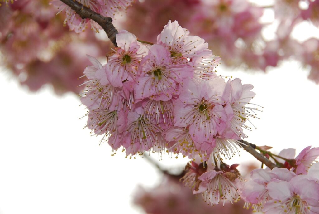 桜