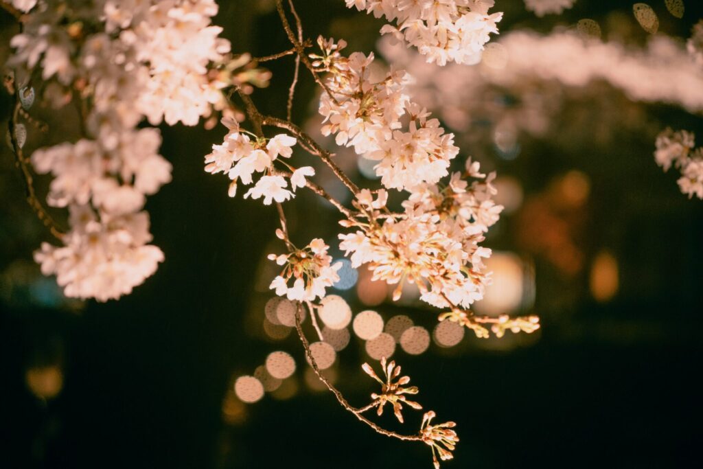 桜