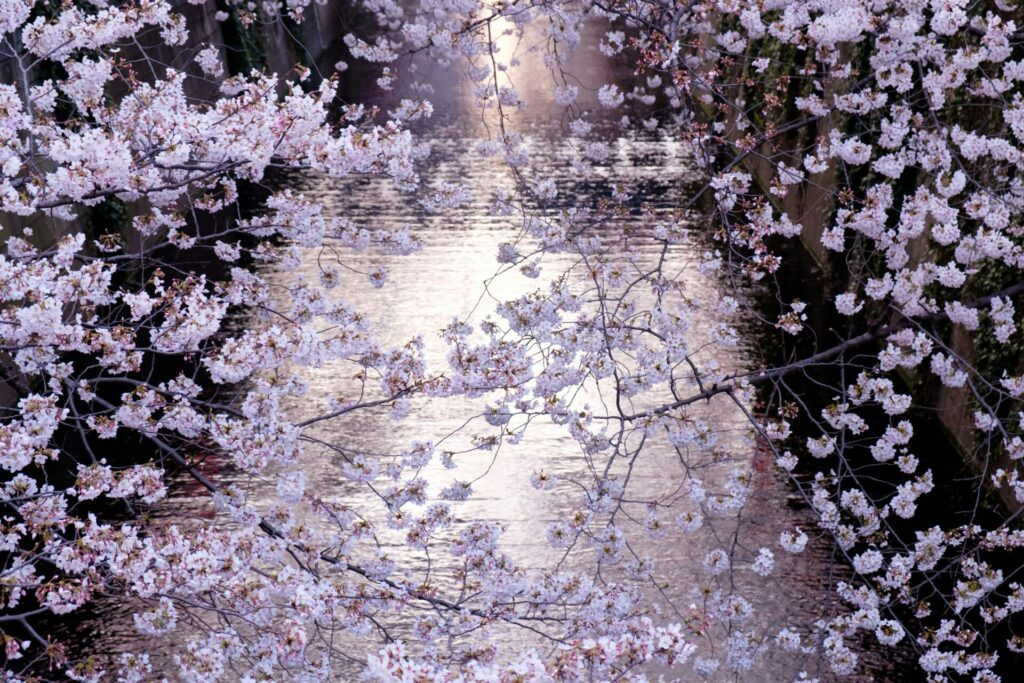 桜